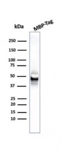 Maltose Binding Protein Antibody (R29.6) - Azide and BSA Free, Novus Biologicals